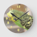 Recherche de kiwi horloges Oiseau