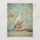 Recherche de colombes blanches cartes postales Colombe blanche