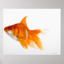 Zoek naar goudvis posters Zeewier