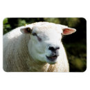 Recherche de râpe magnets Mouton