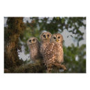 Recherche de rapace posters Chouette barrée