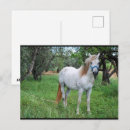 Zoek naar witte paarden briefkaarten Natuur