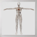 Recherche de système lymphatique posters Complexe