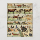 Recherche de animaux vintages cartes postales Dog