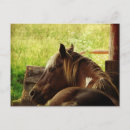 Recherche de cheval pinto cartes postales Équin