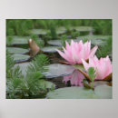 Recherche de lotus posters La nature