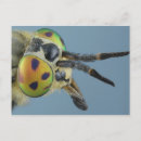 Zoek naar gekleurde achtergrond briefkaarten Dieren