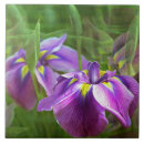 Recherche de mouvement carreaux Iris violet