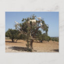 Recherche de sousse cartes postales Maroc