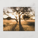 Recherche de acacia cartes postales Arbre d'acacia