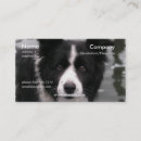 Recherche de chien border collie cartes visite Frontière