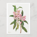 Recherche de rhododendron cartes postales Rose