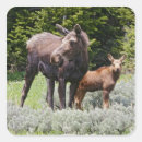 Zoek naar elanden stickers Zoogdier