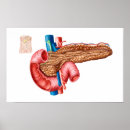 Zoek naar interne organen posters Alvleesklier