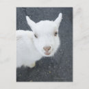 Recherche de humour chèvre cartes postales Animal