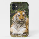 Recherche de panthère photographie Tigre