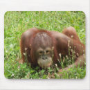 Recherche de singe chimpanzé tapis souris Animal