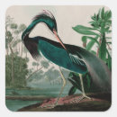 Recherche de audubon autocollants Oiseaux d'amérique