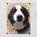 Recherche de gros nez cartes postales Animaux domestiques