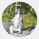 Recherche de primate autocollants Singe