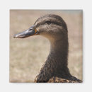 Recherche de le canard magnets Mignon