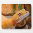 Recherche de geckos tapis souris Nature