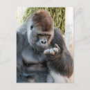 Recherche de gorille sauvage cartes postales Drôle