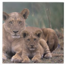 Recherche de jeune animal carreaux Mignon