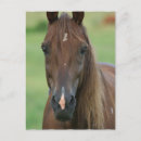 Recherche de races de cheval cartes postales Course à cheval