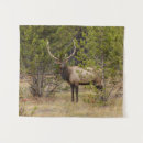 Recherche de adam jones Parc national de yellowstone