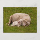 Recherche de mignon cartes postales Animal de ferme