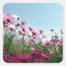 Recherche de cosmos rose autocollants Nature