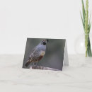 Recherche de cailles vœux cartes Couleur