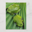 Recherche de camouflage cartes postales Extérieur