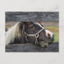 Recherche de ânes cartes postales Mule