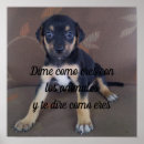 Zoek naar coon posters Dieren