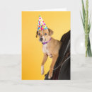 Recherche de chien jaune vœux cartes D'anniversaire