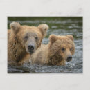 Recherche de ours bébé cartes postales Ourson