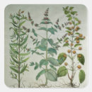 Zoek naar kruiden etiketten Vrucht