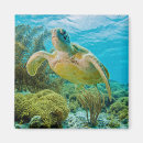 Recherche de corail dur Vie marine