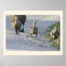 Zoek naar baby foto posters Wild