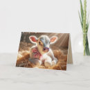 Zoek naar kalf kaarten Boerderij
