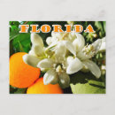 Recherche de florida orange blossom Fleur