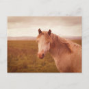 Zoek naar van paarden briefkaarten Wild