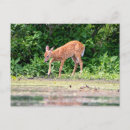 Recherche de bambi posters Animal