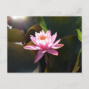 Recherche de nénuphars roses cartes postales Floral