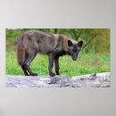 Recherche de noir loups posters Canine