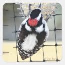 Recherche de joli oiseau autocollants Photographie de la nature