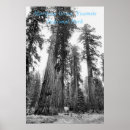 Recherche de séquoia géant posters Yosemite
