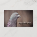 Recherche de pigeon cartes visite Oiseaux